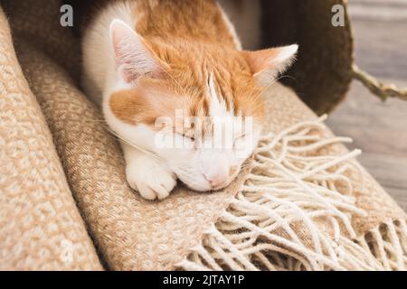 Niedliche junge inländische zweifarbige orange und weiße Katze schlafen in Decke Korb. Katzengewohnheiten und Liebe für kleine gemütliche Räume Konzept. Nahaufnahme, selektiver Fokus Stockfoto