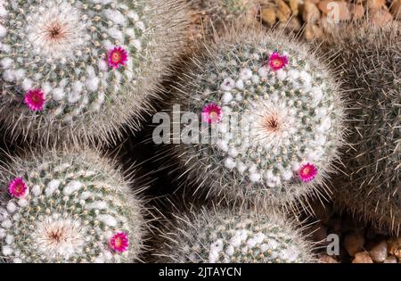 Nahaufnahme mehrerer runder Kakteen mit weißen Stacheln und kleinen rosa Blüten, die in einem felsigen Gelände wachsen. Stockfoto