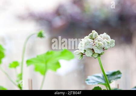 Rosebud weiße Blüten von Geranien sortental oder Pelargonium. Garten- oder Hauspflanze. Selektiver Fokus. Stockfoto