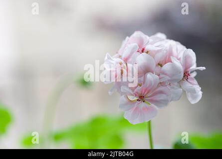 Blüht Geranien sortenrein oder Pelargonium. Garten- oder Hauspflanze. Selektiver Fokus. Stockfoto