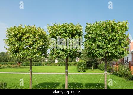 Ramon, Region Woronesch, Russland. 19. August 2021. Garten des Schlosses Oldenburg. Schlossanlage der Oldenburgsky. Dies ist der einzige Ort von res Stockfoto