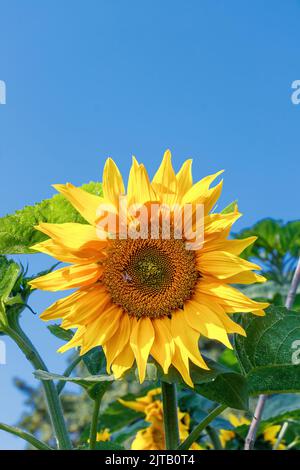 Nahaufnahme der Sonnenblume Helianthus annuus gegen blauen Himmel Stockfoto