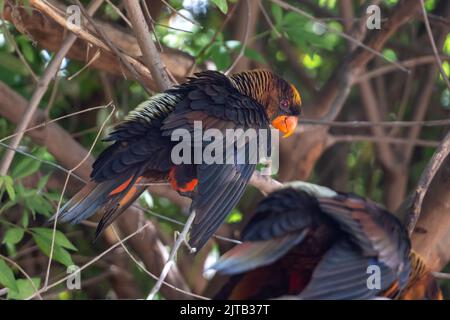 Papagei in Neuguinea im Wald, Weißrumpf-Lory oder die Dunkelorange-Lory, Duskies. Stockfoto