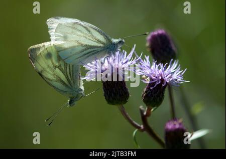 Eine Nahaufnahme von zwei Kohlschmetterlingen (Pieris brassicae) auf plutlosen Disteln Stockfoto