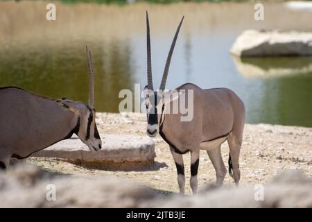 Ostafrikanischer Oryx (Oryx beisa), der Hörner und großen Körper im Zoo an einem Wasserloch zeigt. Stockfoto