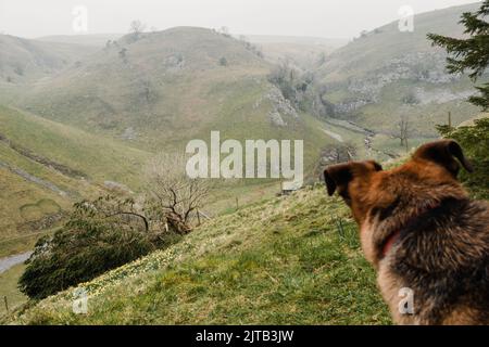 Blick auf Trollers Gill von den Parcevall Hall Gardens mit einem Hund, der die Aussicht betrachtet, Yorkshire Dales National Park, England, Großbritannien Stockfoto