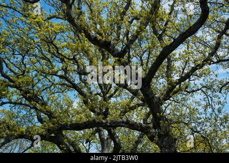 Eine große alte Eiche im frühen Frühjahr in Oak Bluffs Massachusetts auf der Insel von martha's Weinberg. Stockfoto