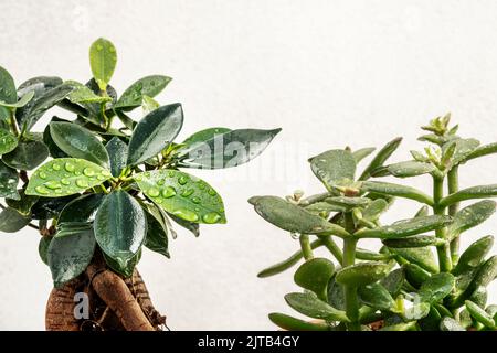 Jadepflanze und grüner Ficus benjamina gefüllt mit Tautropfen auf weißem Hintergrund Stockfoto