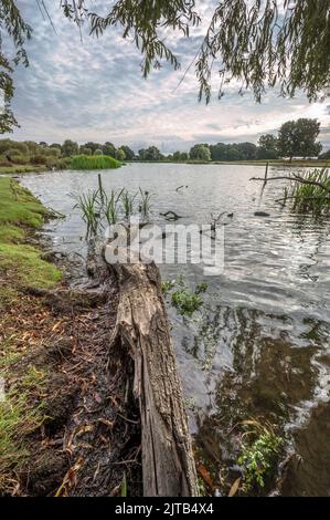 Gefallenes Holz ließ verfaulen, hat aber immer noch eine künstlerische Schönheit Stockfoto