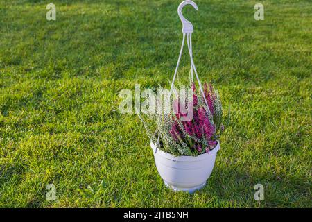 Schöne Aussicht auf Calluna vulgaris Pflanze in weißem Topf auf grünem Rasen. Stockfoto