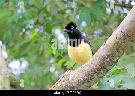 Ein Eichelhäher mit Plüschcrest Vögel, die auf dem Regenwald des Iguazu Falls National Park, Puerto Iguazu, Argentinien, hecheln Stockfoto