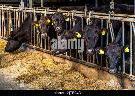 Im Stall von Yvonne und Winfried Nij in Delden hören die Tiere Musik von Johann Sebastian Bach zur Entspannung. Wagyu Farm in Hof van Twente, Niederlande Stockfoto