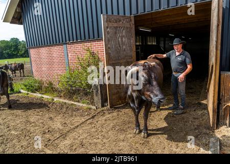 Wagyu Farm in Hof van Twente, Niederlande Stockfoto