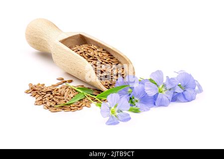 Blaue Flachsblüten und rohe Leinsamen isoliert auf weißem Hintergrund. Leinsamen isoliert. Stockfoto