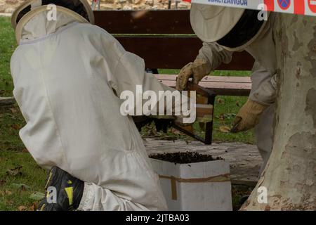 Menschen, die in einem öffentlichen Park einen Bienenschwarm von einem Baum entfernen Stockfoto