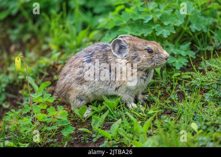 Ein Pika (Ochotona princeps) zwischen alpinen Pflanzen und Blumen Stockfoto