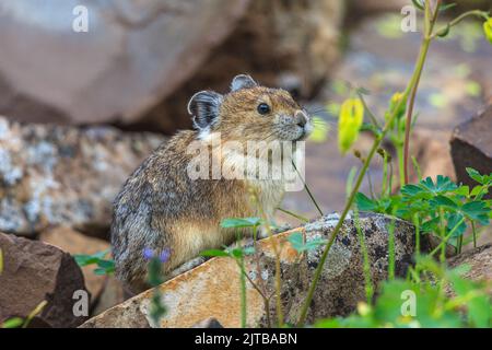 Ein Pika (Ochotona princeps) zwischen alpinen Pflanzen und Blumen Stockfoto