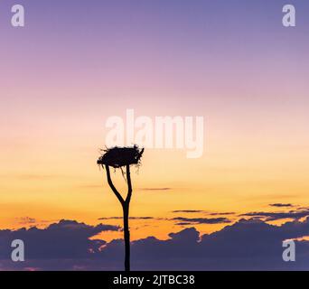 Fischadler nisten vor einem lebhaften Sonnenuntergang Stockfoto