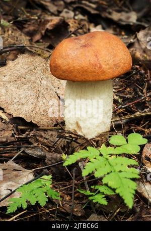 Tierwelt Europas - essbarer Pilz Orangen-Cup-Boletus wächst im Wald. Stockfoto