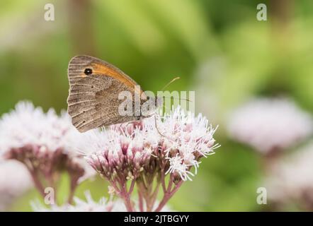 Ein fütternder Schmetterling, ein Wiesenbrauner (Maniola jurtina) Stockfoto