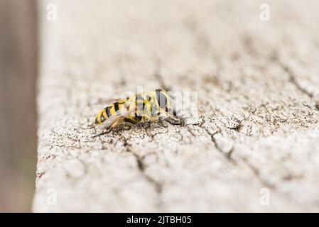 Stillende Batman-Hoverfly (Myathropa florea) Stockfoto