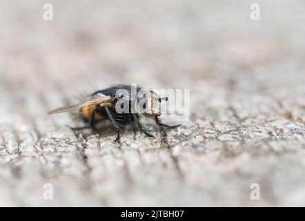 Eine Tachinidfliege (Nowickia ferox) Stockfoto