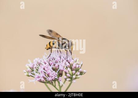 Füttern von Zwergschwanzfliegen (Volucella inanis) Stockfoto