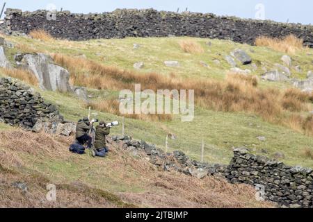 Zwei Fotografen, die große Objektive zum Fotografieren von Wildtieren verwenden, Burley Moor, West Yorkshire, England, Großbritannien Stockfoto