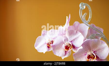 Phalaenopsis Orchideenblüte mit einem Plastikorchideenstützstab Stockfoto