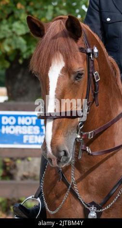 Undatierte Handout-Foto, herausgegeben von Metropolitan Police of Police Horse (PH) Sandown, der nach einem Zusammenbruch im Dienst beim Notting Hill Carnival in London starb. Laut einer Force-Erklärung war PH 149 Sandown ein liebevoller 14-jähriger Kastanienwallach, der 16 Hände hoch stand und mit einer siebenjährigen Karriere eines der erfahrensten Pferde der Met war. Ausgabedatum: Montag, 29. August 2022. Stockfoto