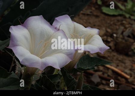 Weiße blühende Zyme Blütenstand von Sacred Datura wrightii, Solanaceae, einheimischen mehrjährigen Kraut an einem Strand in Ventura County, Springtime. Stockfoto