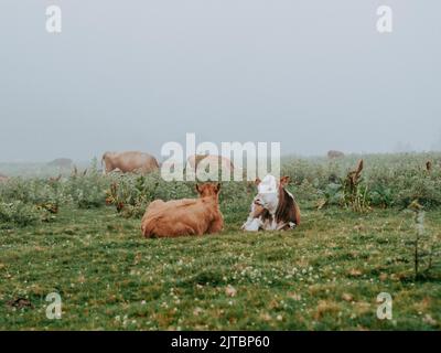 Zwei Kälber auf einer grünen Wiese an einem nebligen Sommermorgen und Kühe, die Gras auf einer offenen Wiese und grünen Hügeln fressen Stockfoto