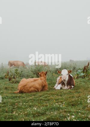 Zwei Kälber auf einer grünen Wiese an einem nebligen Sommermorgen und Kühe, die Gras auf einer offenen Wiese und grünen Hügeln fressen Stockfoto