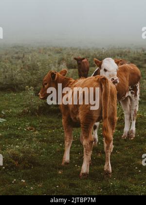 Zwei Kälber auf einer grünen Wiese an einem nebligen Sommermorgen auf einer offenen Wiese und grünen Hügeln Stockfoto