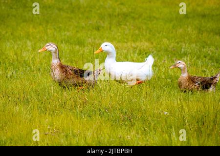 Verschiedene Arten von Enten gehen an einem regnerischen Tag auf der Wiese, selektiver Fokus Stockfoto