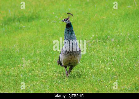 Der Pfau läuft auf der Wiese oder sucht nach Nahrung, selektiver Konzentration Stockfoto