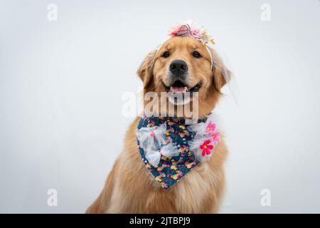 Eine entzückende Braut Golden Retriever Hund mit niedlichen Blumenschleifchen Stockfoto