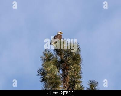 Ein niedriger Winkel Aufnahme von Weißkopfseeadler auf der Spitze der Kiefer auf blauem Himmel Hintergrund Stockfoto