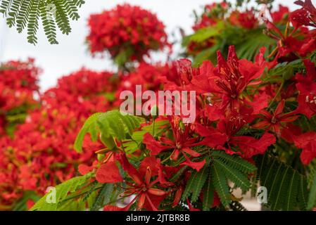 Rote Blumen Hintergrund. Delonix regia, ein Bohnenornamentbaum Stockfoto