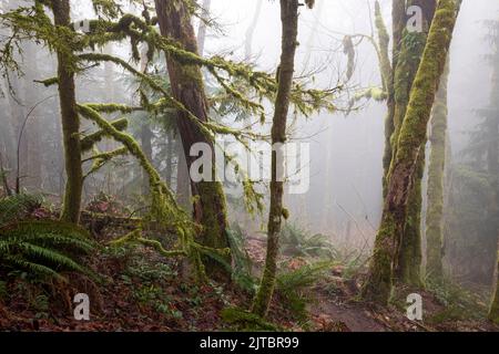 WA21920-00...WASHINGTON - dichter Nebel bedeckt den Wald und die Wanderwege während der Wintersaison auf dem Tiger Mountain in den Issaquah Alpen. Stockfoto