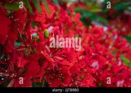 Rote Blumen Hintergrund. Delonix regia closeup, ein Bohnenornamentbaum Stockfoto