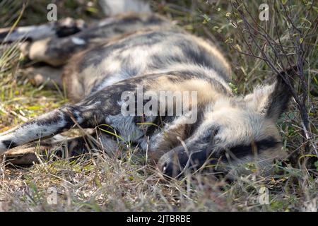 Ein afrikanischer wilder (gemalter) Hund (Lycaon pictus), der im Gras schläft Stockfoto