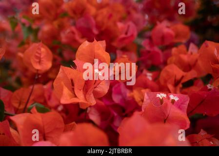 Orange Blume Hintergrund mit rosa Schatten. Bougainvillea Blumen in der Nähe Stockfoto