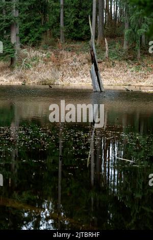 WA21924-00...WASHINGTON - Reflexionen im Temple Lake im Lord Hill Regional Park im Snohomish Country. Stockfoto