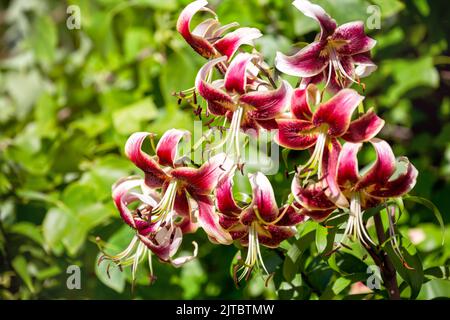 Maiglöckchen der Scheherazade-Sorte mit rot-weißen Blüten aus der Oriental-Tubular (OT) Hybriden-Gruppe. Dekorative Pflanze im Garten Stockfoto