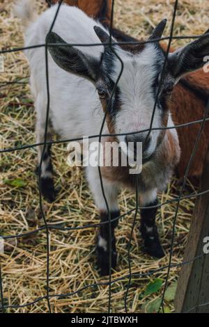 Junge weiße Ziegenjunge auf der Farm, die durch den Zaun schaut Stockfoto