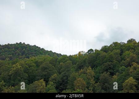 Dichter grüner Wald unter bewölktem Himmel im Sommer Stockfoto