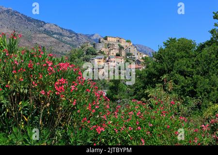 Die Zitadelle aus dem 18.. Jahrhundert von Corte (Adlerhorst) in Corte (Haute-Corse) auf der Insel Korsika, Frankreich Stockfoto