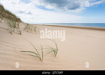 Das Marrammgras fängt an, an der Sefton-Küste zwischen Formby und Ainsdale durch den Rand des Strandes zu stoßen und hilft dabei, die riesigen Sanddünen zu verankern. Stockfoto