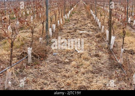 Ein trockener Weinberg in Mendoza, Argentinien während der Wintersaison. Stockfoto